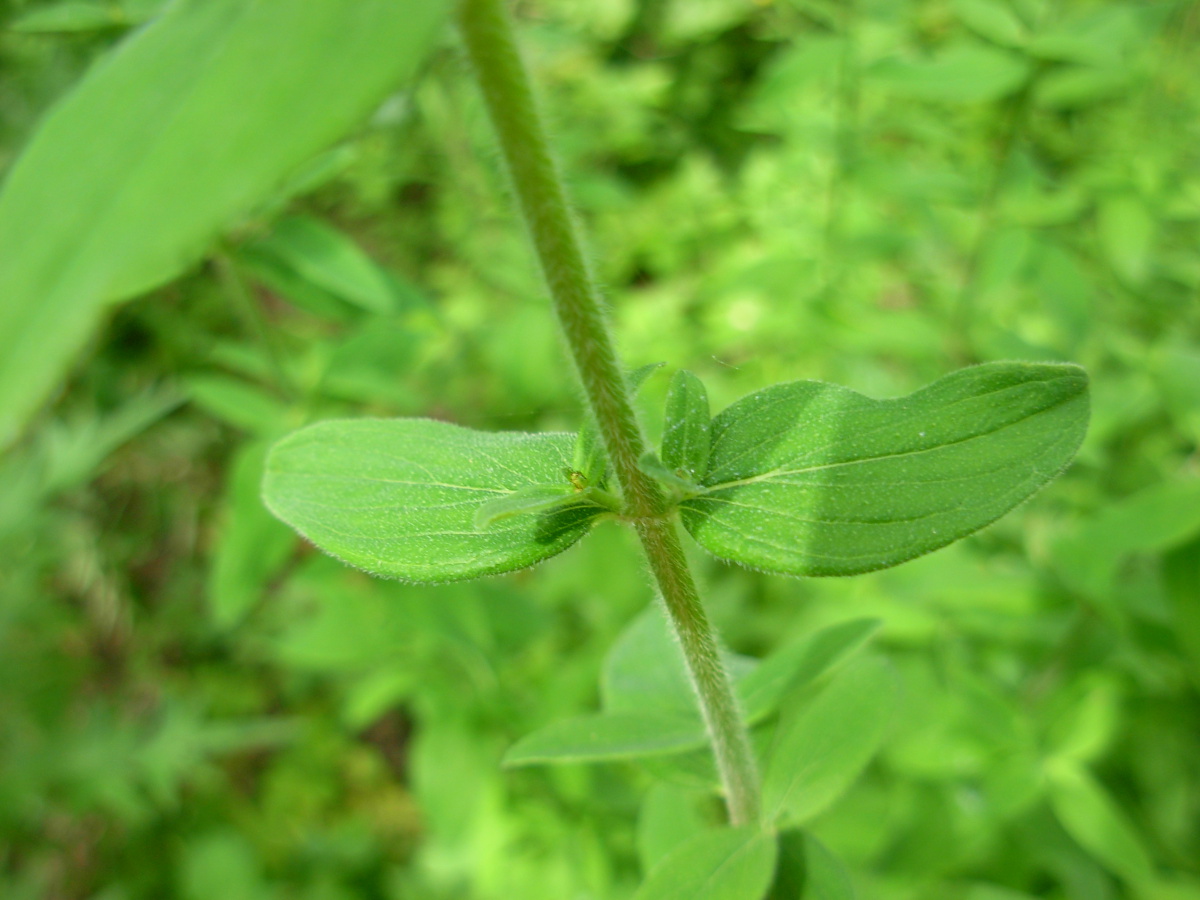 Hypericum hirsutum L.